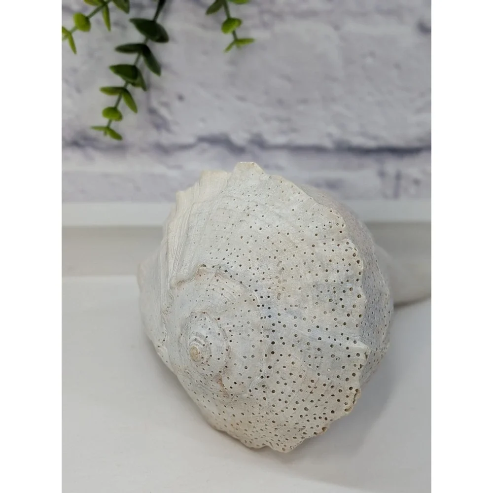 🏖️Large Vintage Helmet Shell Cassis Sea Shell Natural Ocean Beach Coastal Decor